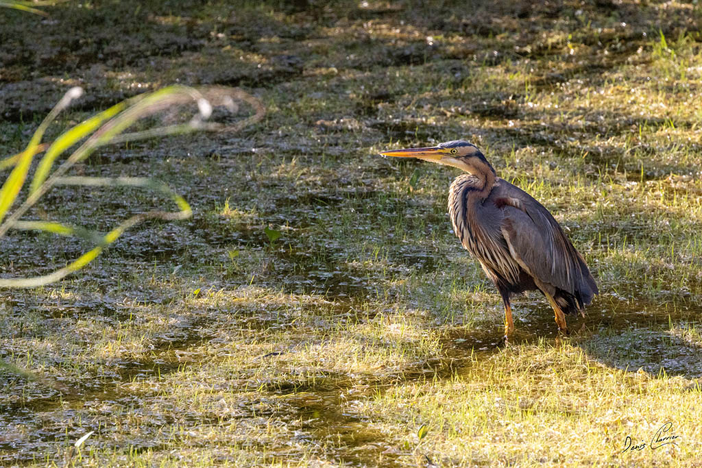 Héron pourpré pêchant dans le marécage